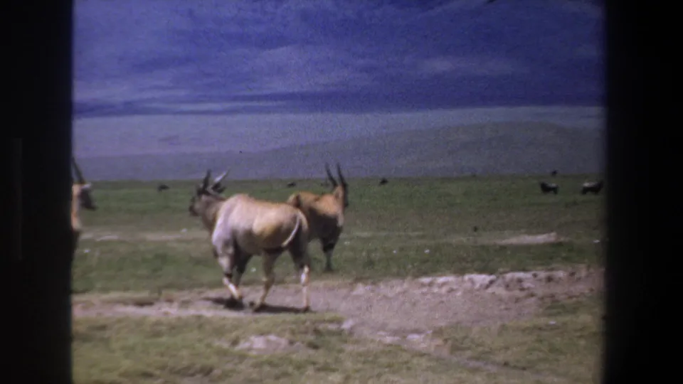 1969 Pretoria 8mm frame showing two horned antelope or gazelle crossing open grass and pale dirt with distant animals behind them.