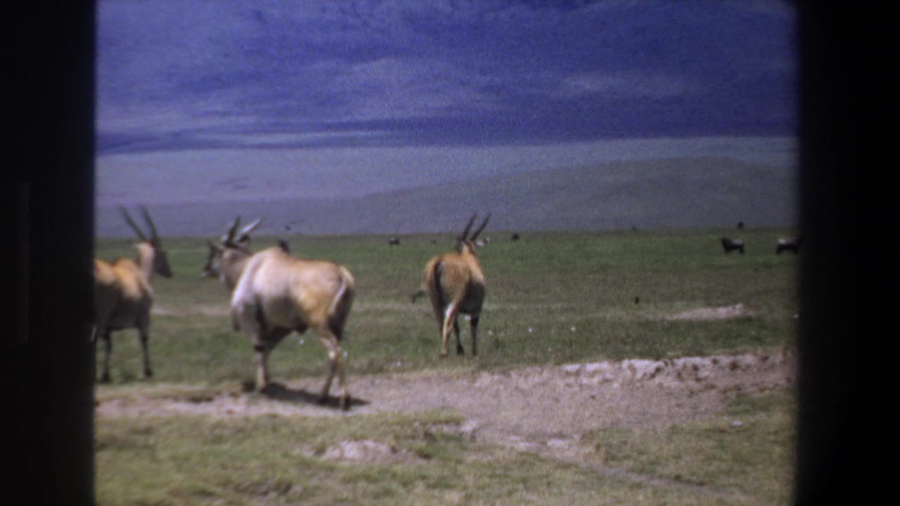 1969 Pretoria-area home-movie frame showing antelope-like animals spread across open green grassland beneath a broad blue sky.