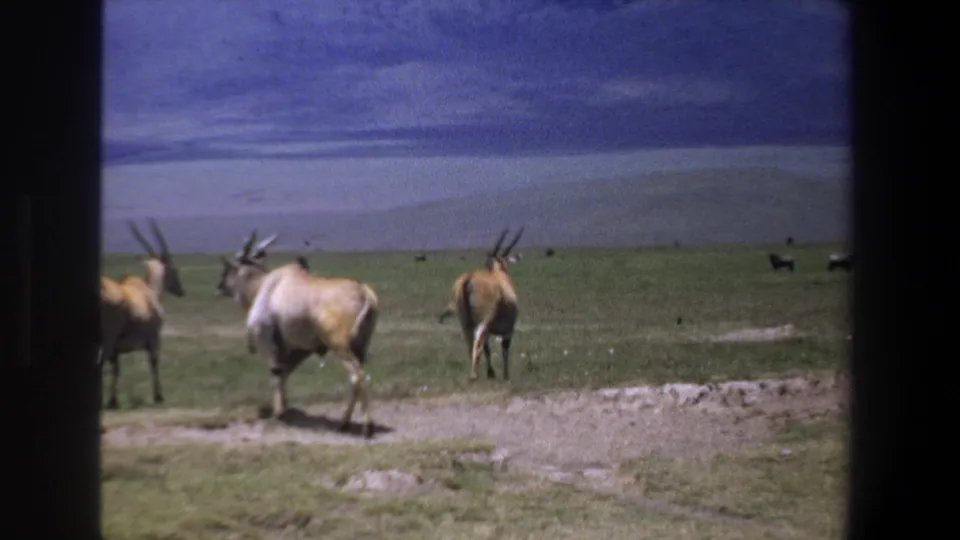 1969 Pretoria-area home-movie frame showing antelope-like animals spread across open green grassland beneath a broad blue sky.