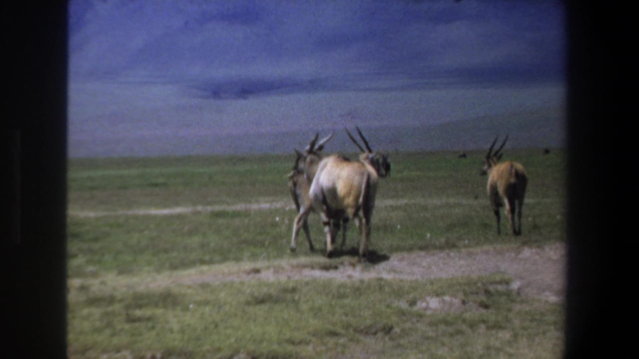 Home-movie frame from the Pretoria, South Africa clip showing antelope-like animals on open grassland with dark 8mm frame borders.