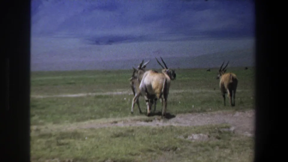 Home-movie frame from the Pretoria, South Africa clip showing antelope-like animals on open grassland with dark 8mm frame borders.