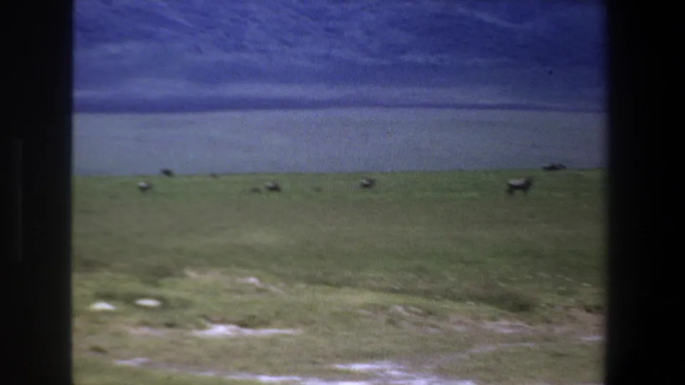 Wide home-movie view of distant antelope-like animals scattered across open grassland in the 1969 Pretoria, South Africa clip.