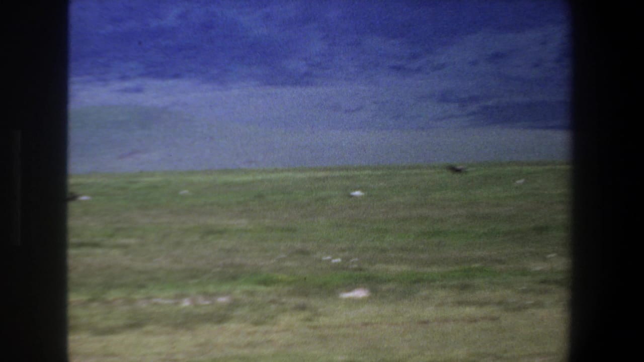 Open grassland and distant animals framed by dark vertical window bars.