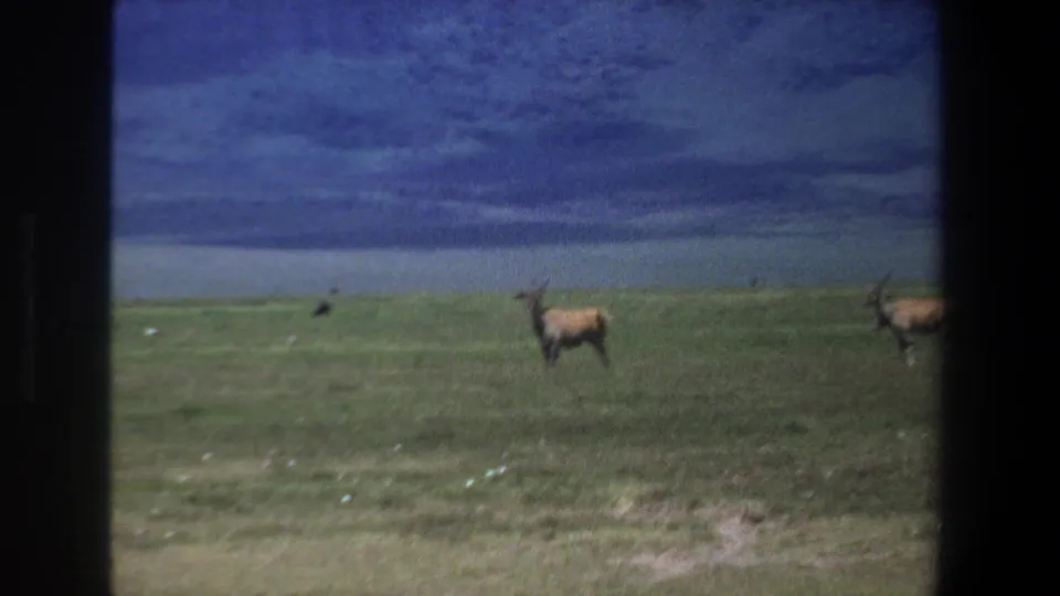 1969 Pretoria wildlife frame with larger antelope, likely eland, standing on a grassy plain below dense blue cloud cover.