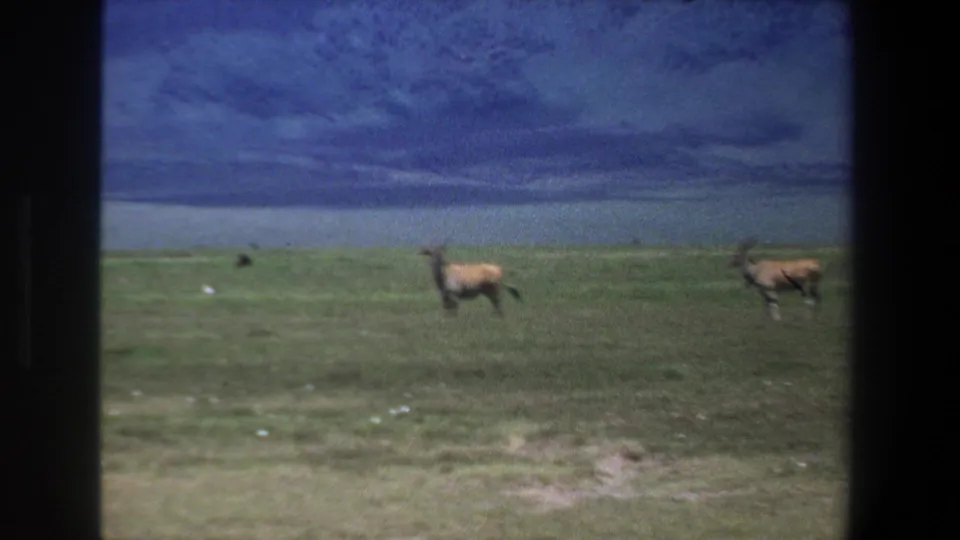 1969 Pretoria frame showing several antelope spread across grassland, with one larger animal near center and dark window framing at the sides.