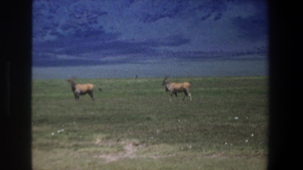1969 Pretoria home-movie frame showing two horned antelope-like animals on open grassland with a distant water body and dark film borders.