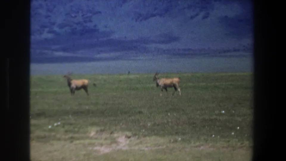 1969 Pretoria home-movie frame showing two horned antelope-like animals on open grassland with a distant water body and dark film borders.