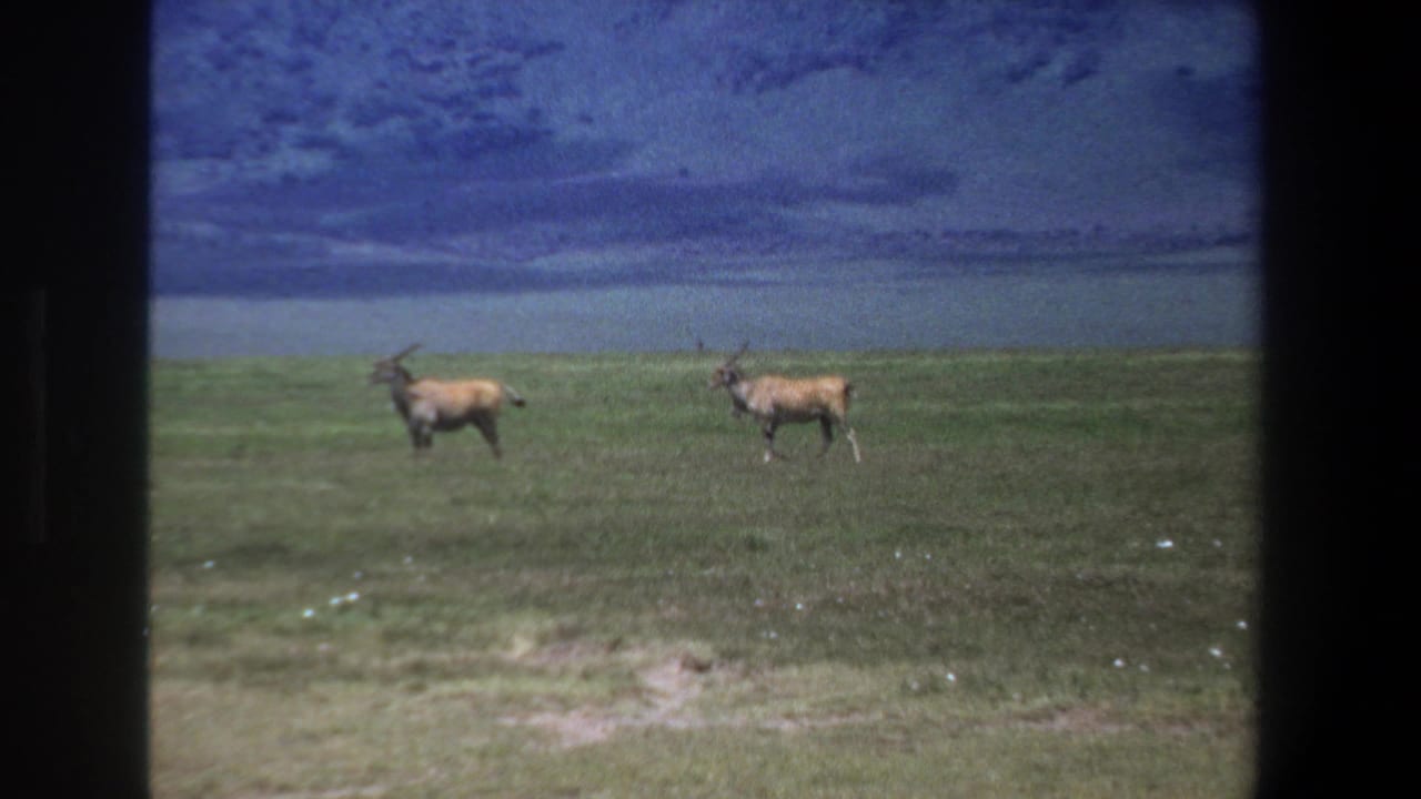 Two horned antelope-like animals walk across open grass with a water body in the distance.
