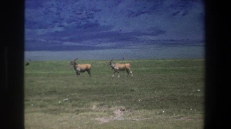 1969 Pretoria home-movie frame showing two horned antelope-like animals in profile on grass, with a blue sky and distant waterline.