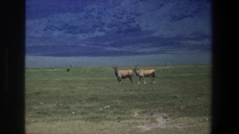 1969 Pretoria 8mm frame with two horned antelope-like animals close together on open grassland under a dramatic blue sky.