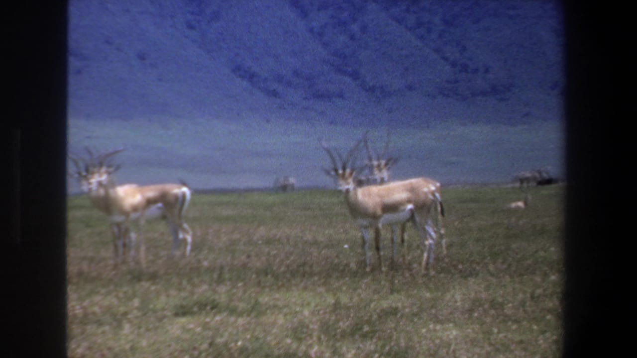 1969 Pretoria home-movie frame showing springbok in a grassy pasture, with dark film-frame edges and a soft blue background.