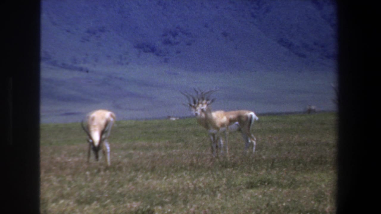 1969 Pretoria frame with one springbok grazing and another standing alert in a green field, viewed through dark 8mm frame edges.