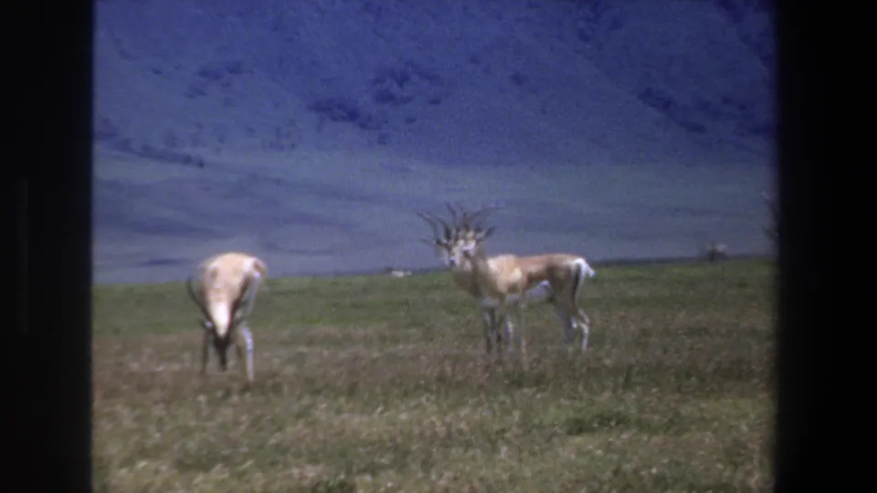 1969 Pretoria frame with one springbok grazing and another standing alert in a green field, viewed through dark 8mm frame edges.
