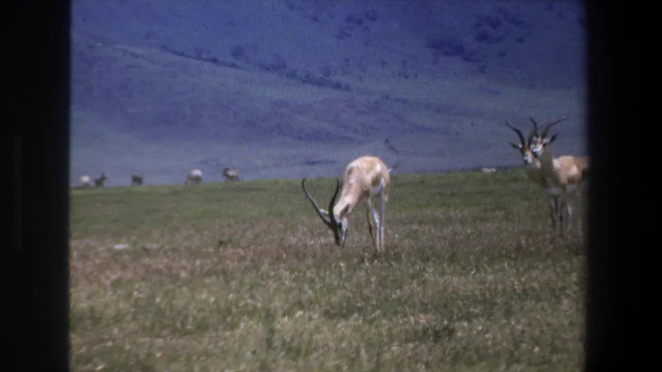 1969 Pretoria 8mm frame showing a springbok feeding in a grassy pasture, with another horned animal partly cropped at right.