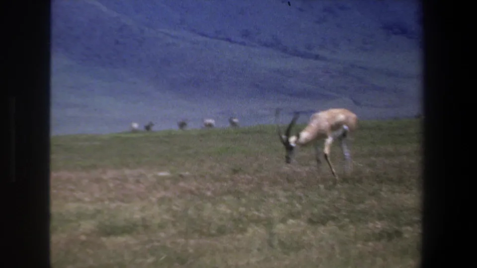 1969 Pretoria home-movie frame with one springbok grazing at the right side of a broad pasture and distant animals along the horizon.