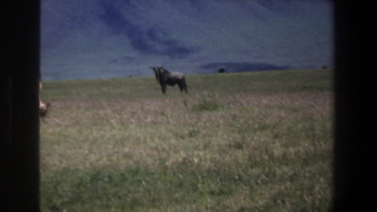 Dark grazing animal standing on a grassy slope below distant mountains.