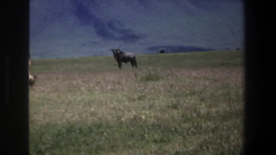 1969 Pretoria 8mm frame with a dark wildebeest-like animal on open grassland against a mountain backdrop.