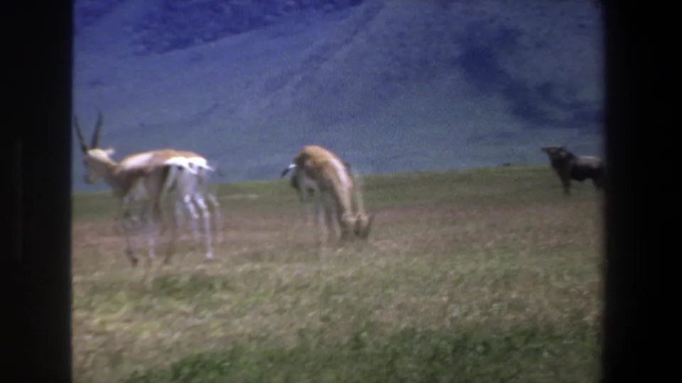1969 Pretoria-area home-movie frame showing antelope-like grazers and a darker animal on a grassy hillside.