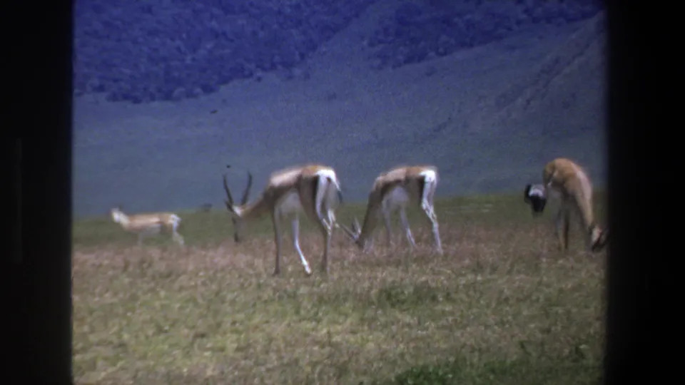 1969 Pretoria 8mm frame with multiple antelope-like animals grazing beneath a blue-gray mountain backdrop.