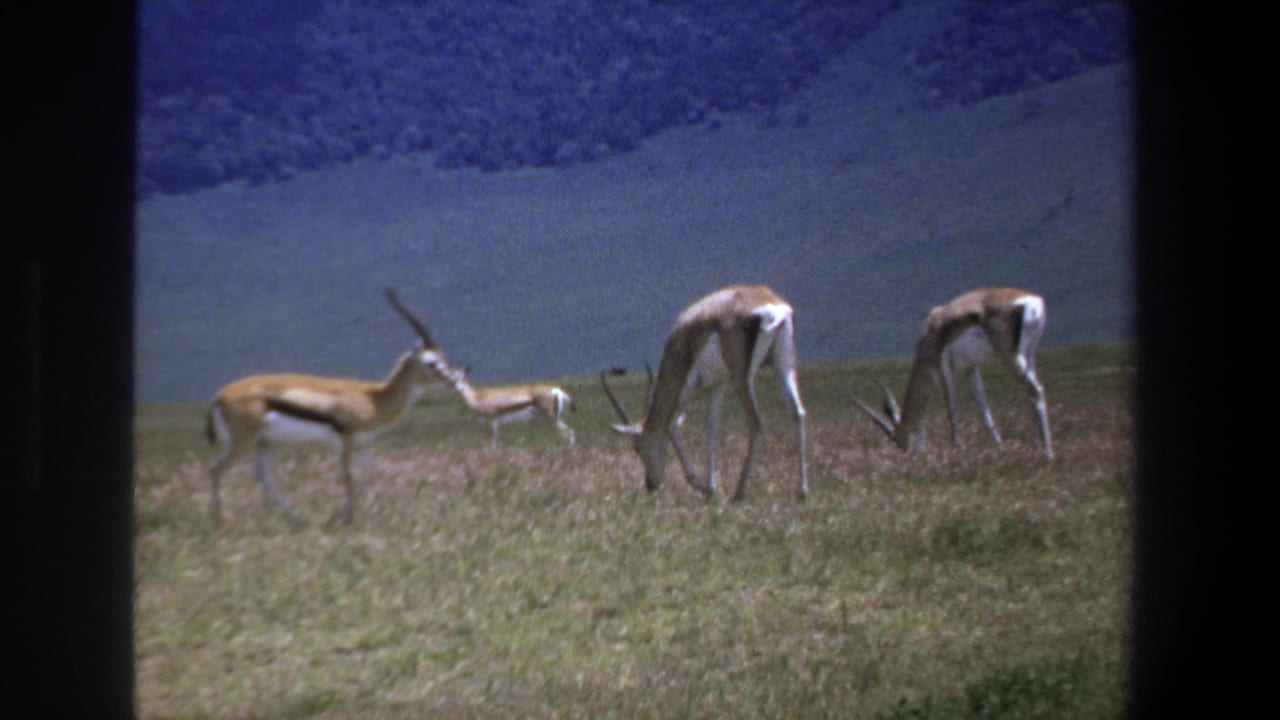 1969 Pretoria home-movie frame showing antelope grazing across sunlit grassland with distant blue-tinted hills.