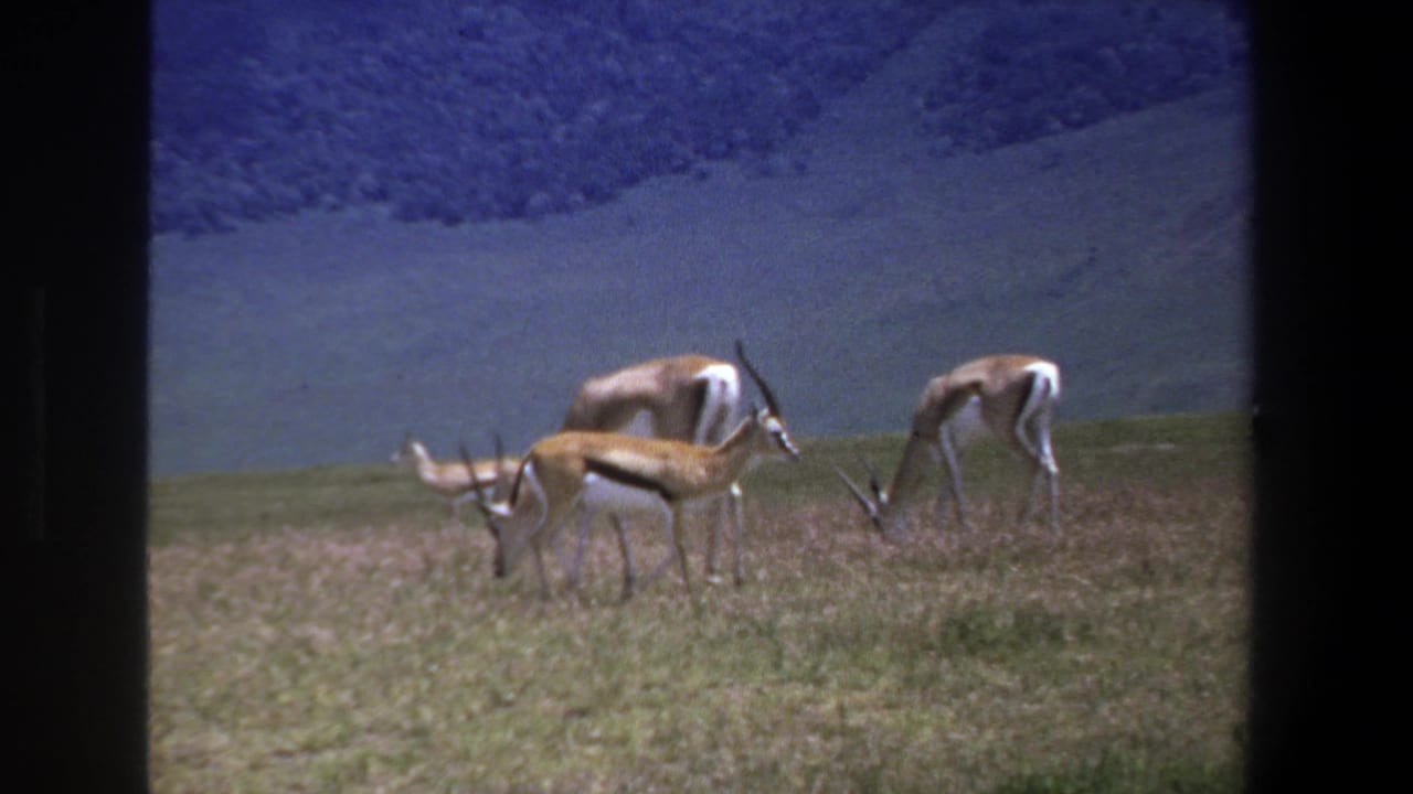 Antelope graze and stand in grassland, framed by dark vertical film borders.