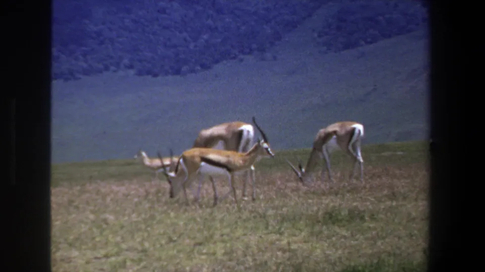 1969 Pretoria 8mm frame with antelope feeding and standing in a grassland, viewed through dark vertical frame edges.
