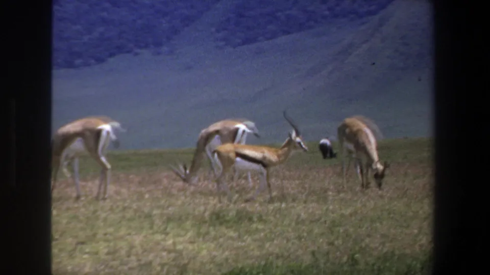 1969 Pretoria wildlife frame showing grazing antelope in grassland, with a smaller dark animal visible behind them.