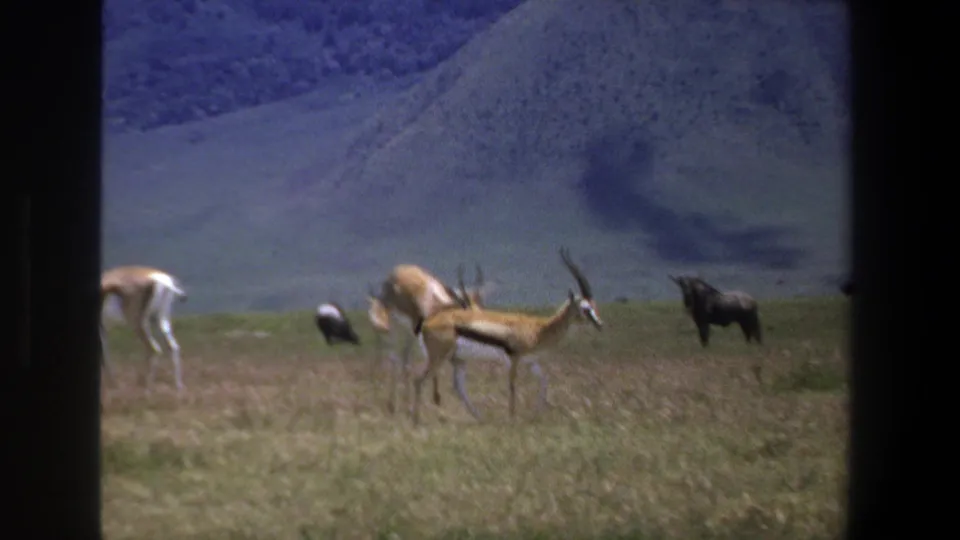 1969 Pretoria home-movie frame with antelope across a grassy field and a small dark animal near the right background.