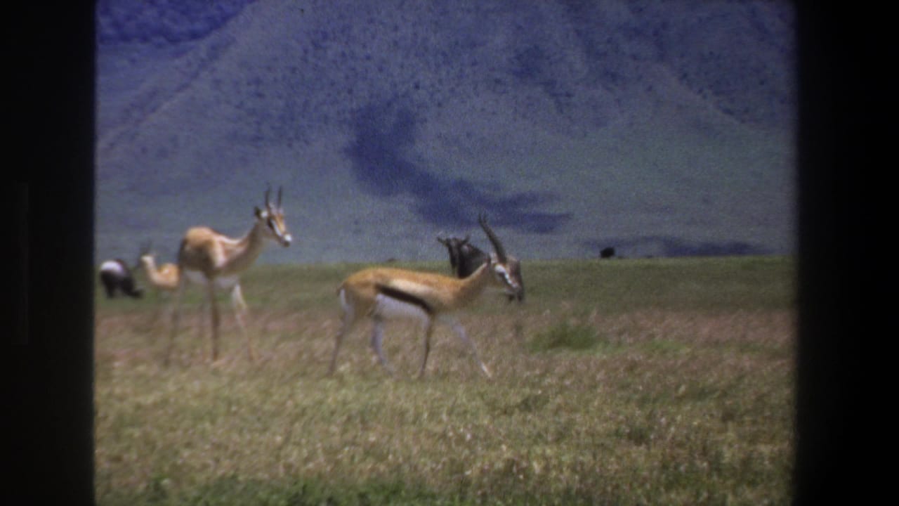 Antelope graze on a grassy plain with a dark wildebeest in the background.