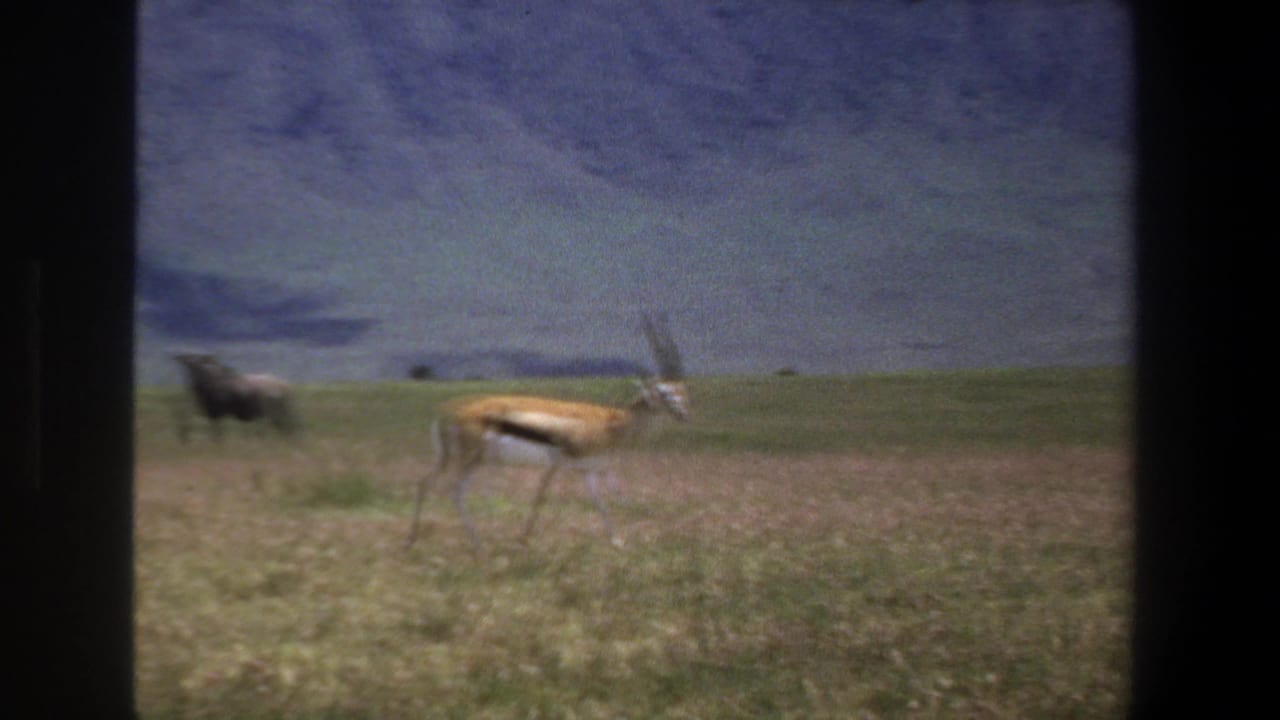 An antelope walks across grassland while a dark wildebeest stands behind it.
