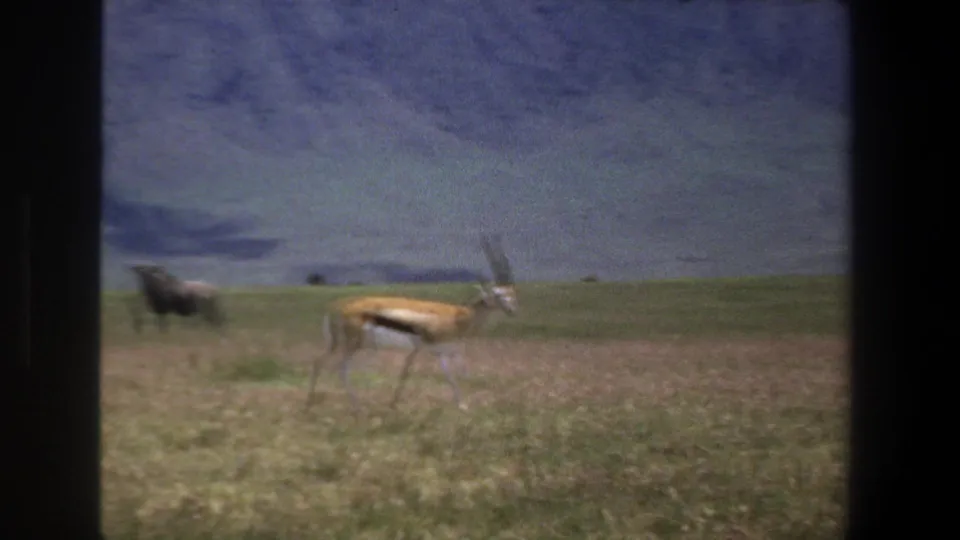 1969 Pretoria-area 8mm frame with a gazelle-like antelope moving across savanna grass and a wildebeest in the background.