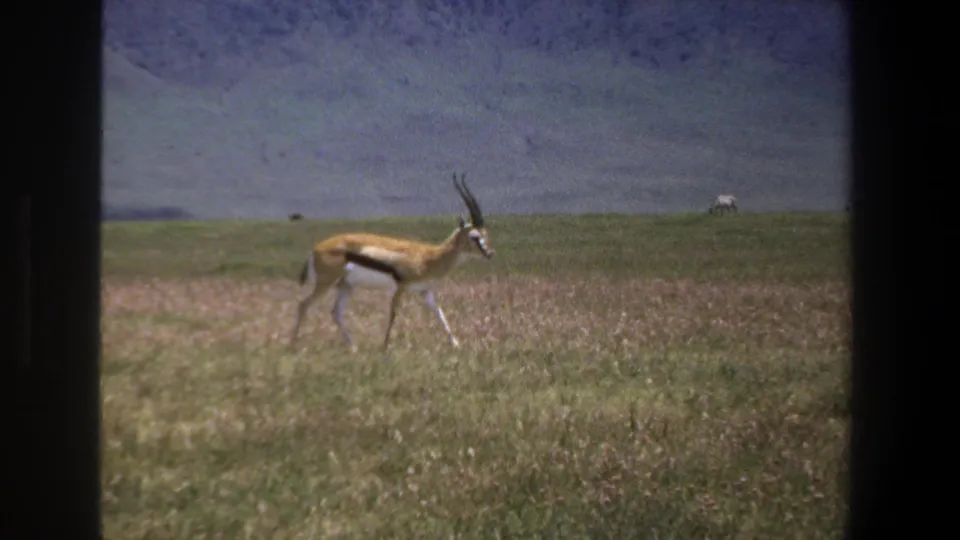 1969 Pretoria-area 8mm frame showing a horned antelope walking through open grassland with distant grazing animals.