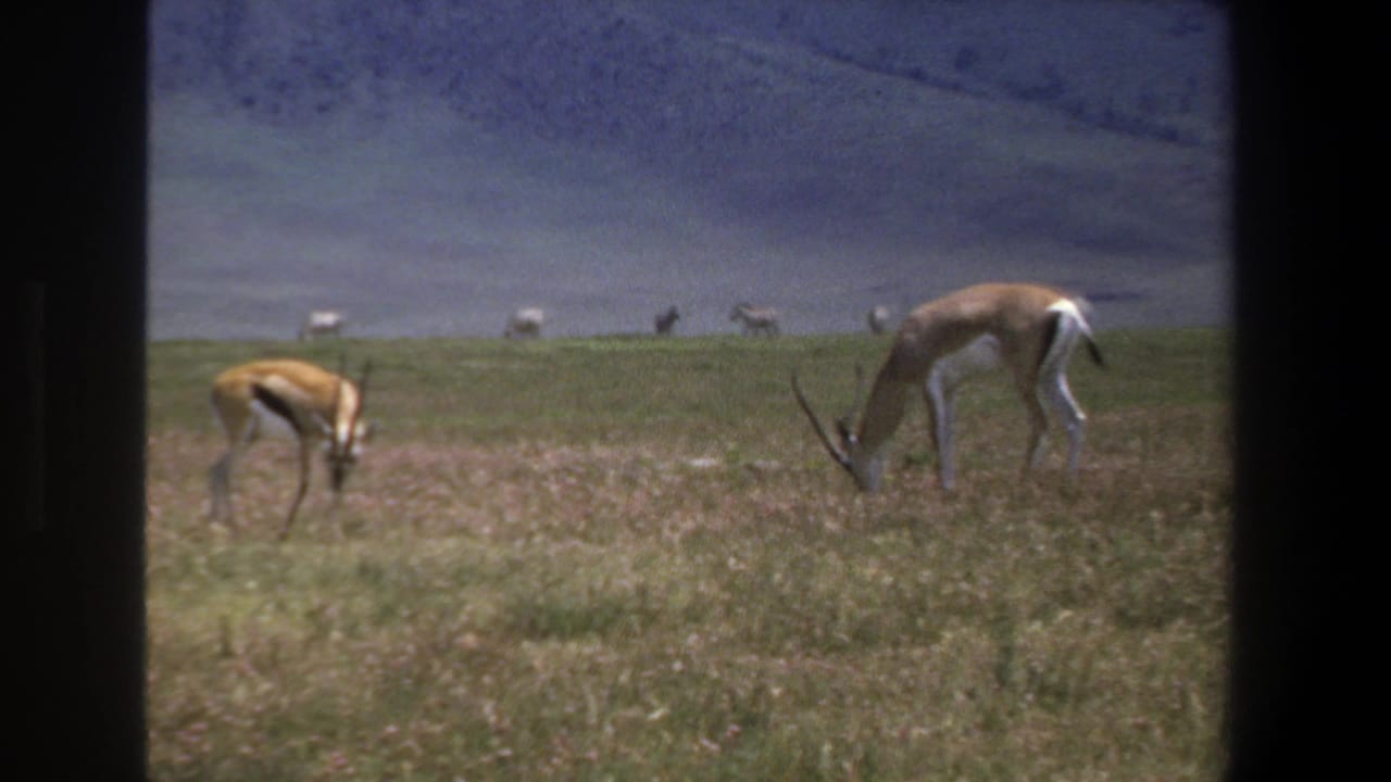 Antelopes grazing in tall grass with a hazy hillside behind them.