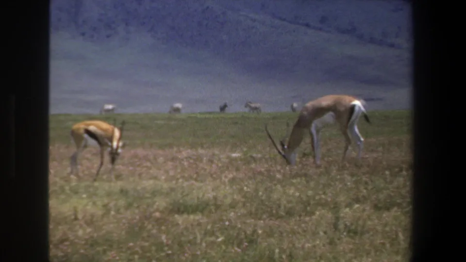 1969 Pretoria home-movie frame showing antelopes feeding in grassland below a soft, hazy hillside.