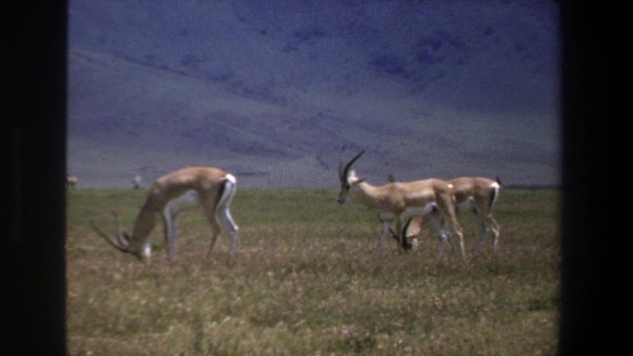 Several antelopes graze and stand in grass beside dark frame borders.