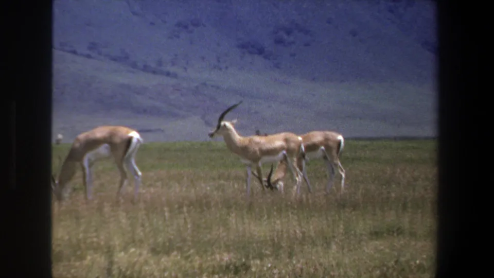 Vintage 8mm frame from Pretoria showing antelopes in tall grass, with one animal lowering its head to feed.