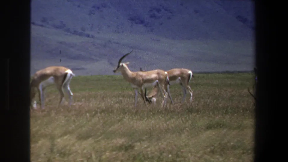 1969 Pretoria 8mm frame showing antelopes gathered in wet-season grassland against a distant hillside.