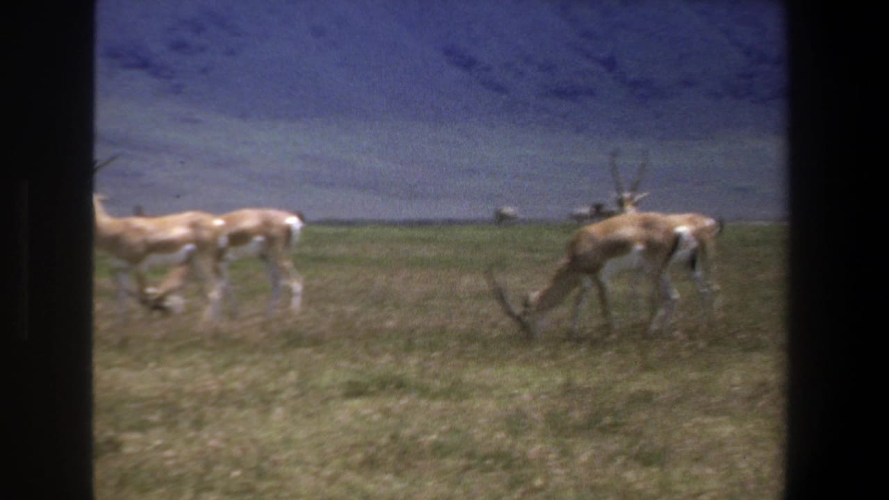 1969 Pretoria-area 8mm frame showing antelope grazing in open grassland with muted hills in the background.