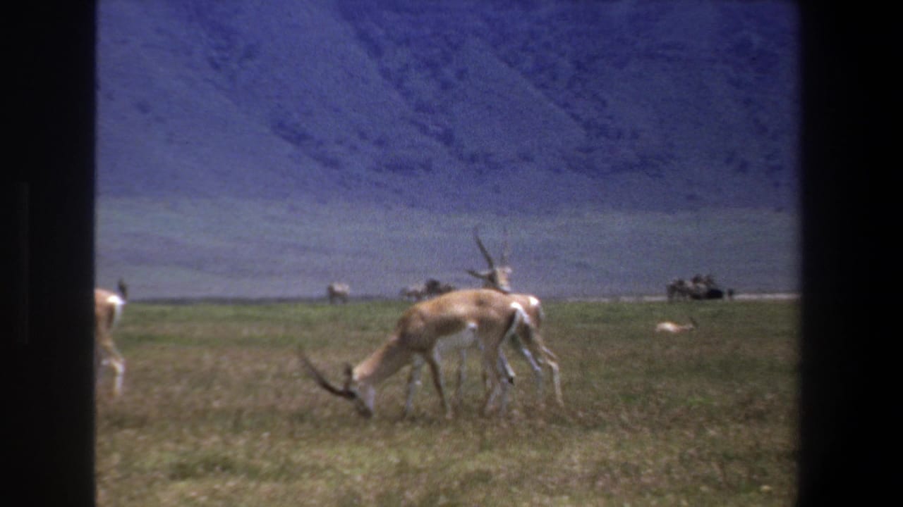1969 Pretoria-area home-movie frame with a horned antelope feeding in front of distant animals and a mountain slope.