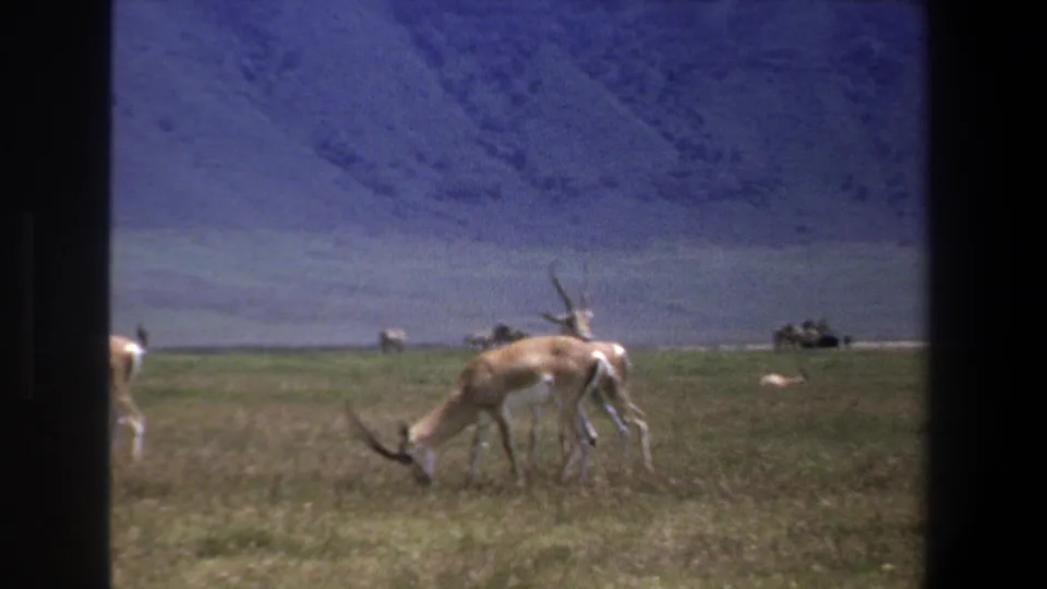 1969 Pretoria-area home-movie frame with a horned antelope feeding in front of distant animals and a mountain slope.