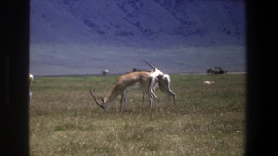1969 Pretoria-area wildlife frame showing a single antelope grazing in grassland with distant animals near the horizon.