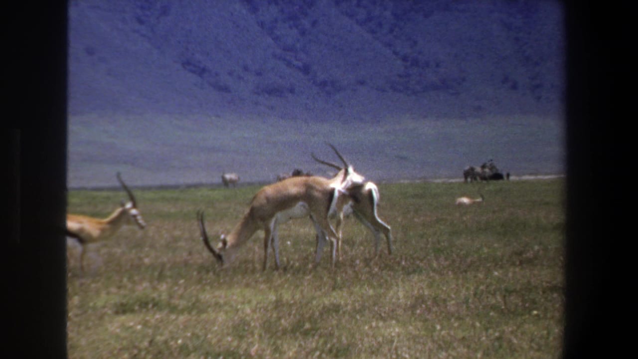1969 Pretoria 8mm frame showing several antelopes grazing on open grassland, filmed through dark vehicle-window edges.