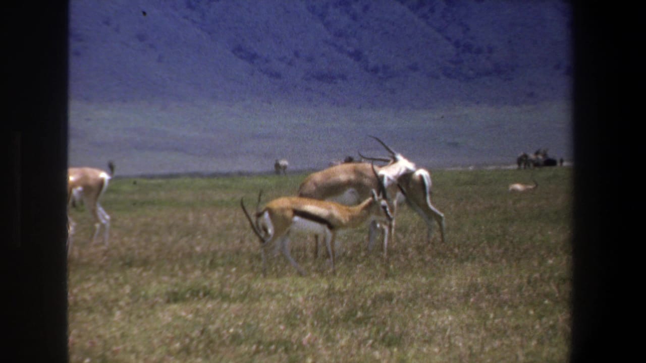 Antelopes feed and stand in grass with hills and sky in the background.