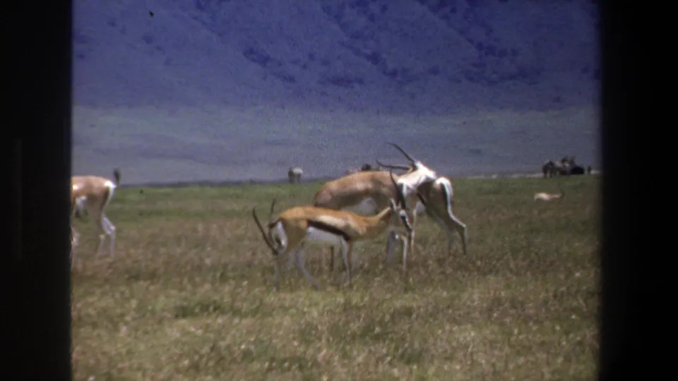 1969 Pretoria wildlife frame with antelopes grazing and standing in sunlit grass, partly framed by a vehicle window.