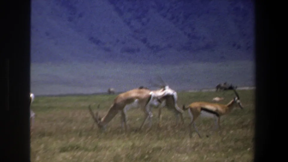 1969 Pretoria 8mm frame of antelopes feeding and moving through grass, with distant hills and dark window borders visible.