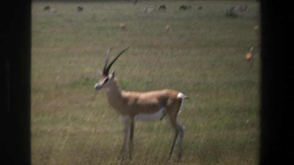 1969 Pretoria frame showing one horned antelope standing in grass, with distant animals blurred in the background.