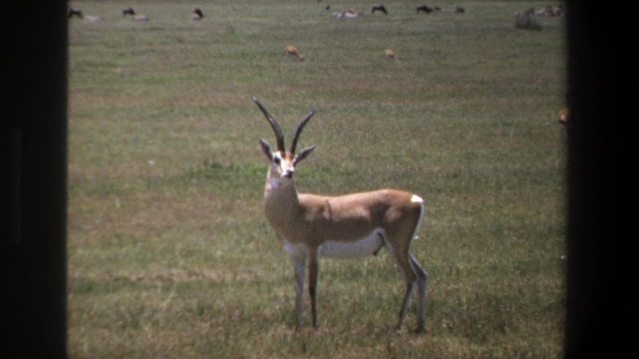 In 1969 Pretoria footage, a tan long-horned antelope stands alert in sunlit grass, framed by dark vertical film edges.