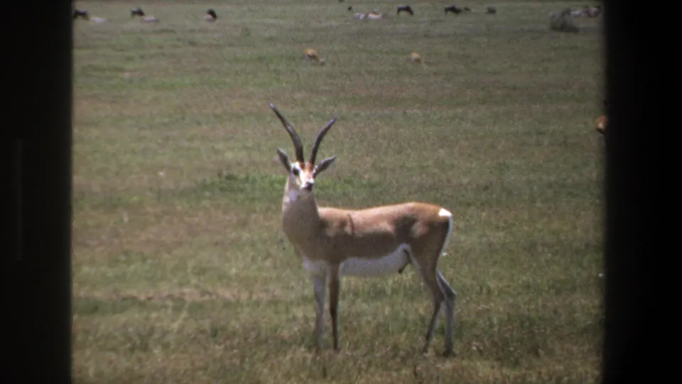 In 1969 Pretoria footage, a tan long-horned antelope stands alert in sunlit grass, framed by dark vertical film edges.