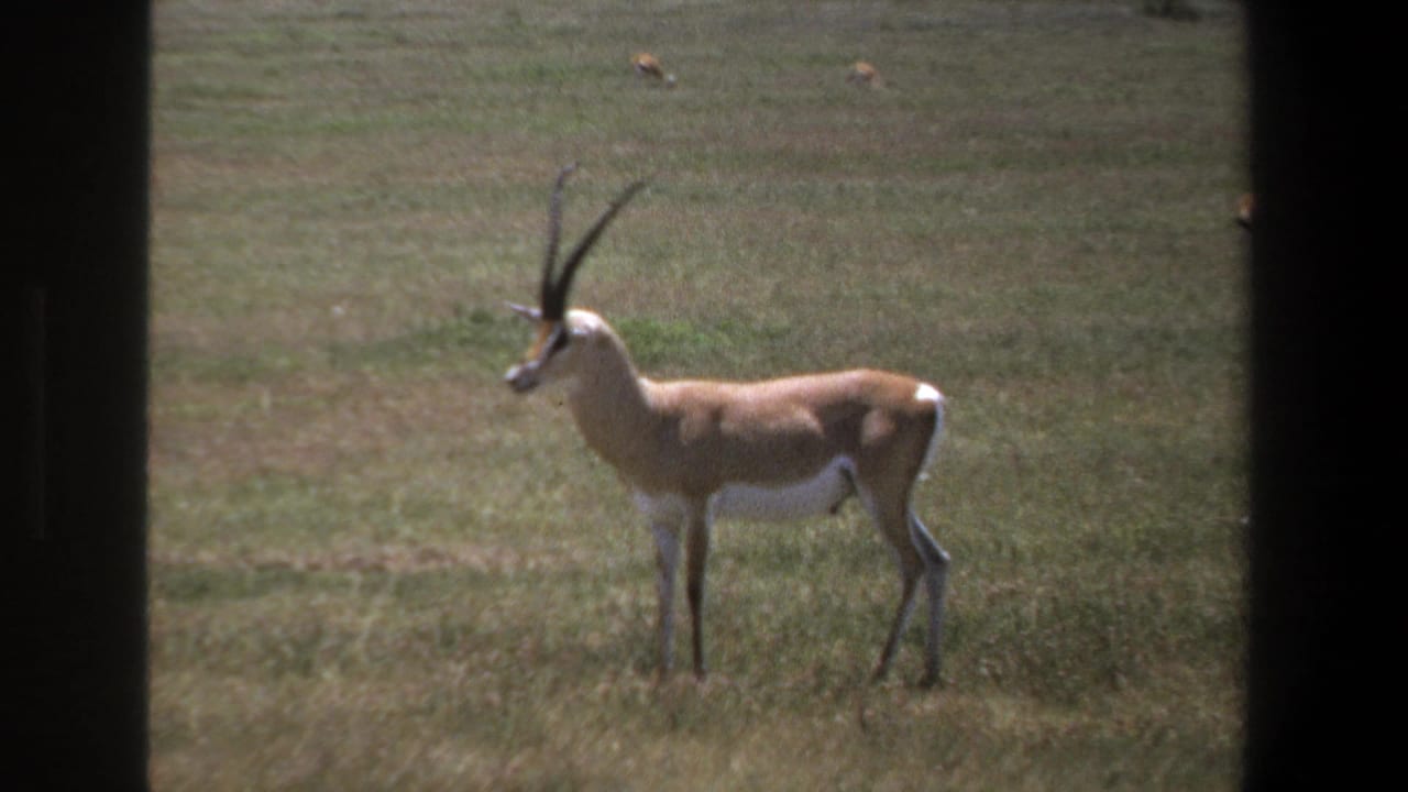 Long-horned antelope in profile standing in open grass with distant animals behind it.