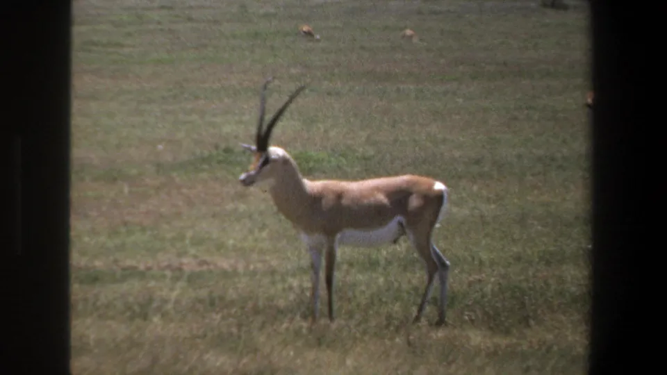 The 1969 Pretoria home-movie frame shows a long-horned antelope in profile on grassland, with distant grazing animals beyond.